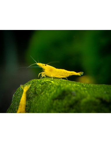 Neocaridina Davidi Yellow Golden Back 1-1,5 cm Lot de 10pcs