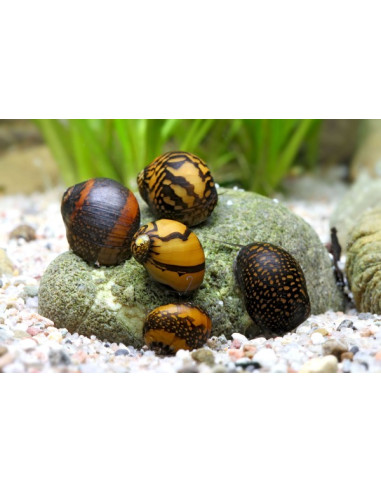 Neritina sp. Batik 1,5 cm