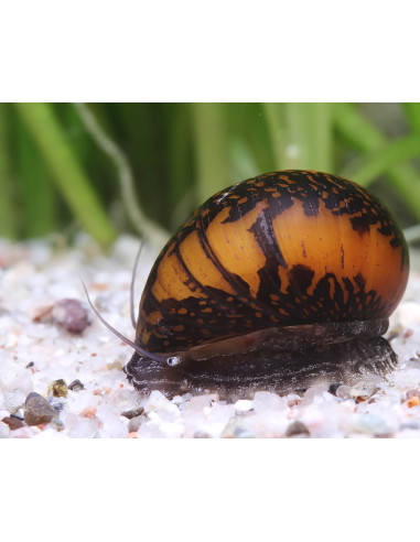 Neritina sp. Batik 1,5 cm