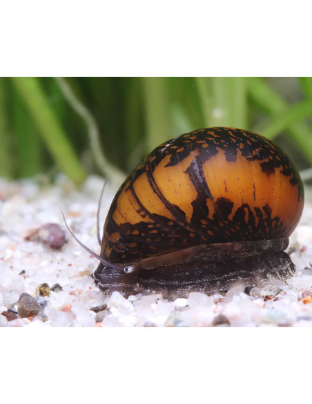 Neritina sp. Batik 1,5 cm