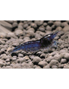 Neocaridina davidi Blue Velvet 1-1,5 cm Lot de 10