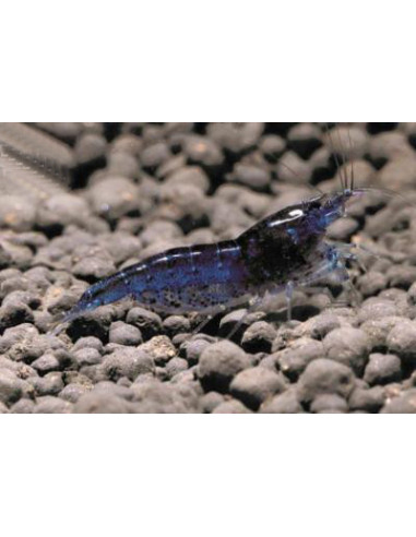 Neocaridina davidi Blue Velvet 1-1,5 cm Lot de 10