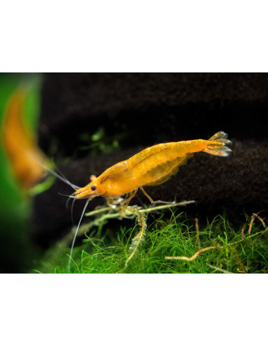 Neocaridina davidi "Orange Sunkist” 1-1,5cm Lot de 10pcs