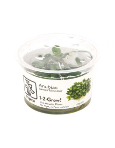 Anubias 'mini coin' inVitro