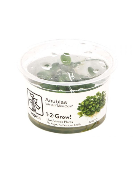 Anubias 'mini coin' inVitro