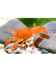 Cambarellus Patzcuarensis orange (CPO) - 3cm  (lot de 3)
