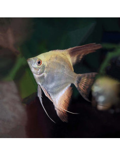 Scalaire Bulgarian Green Seal Point 2,5-3 cm