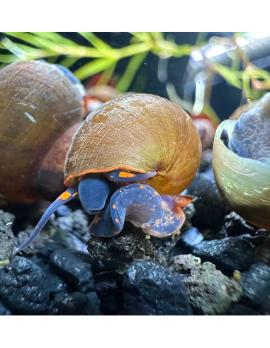 Escargot - Notopala sp."Blueberry" 2cm