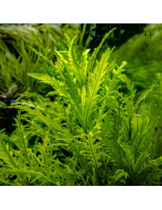 Hygrophila odora - Invitro 2
