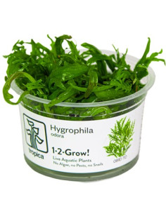 Hygrophila odora - Invitro