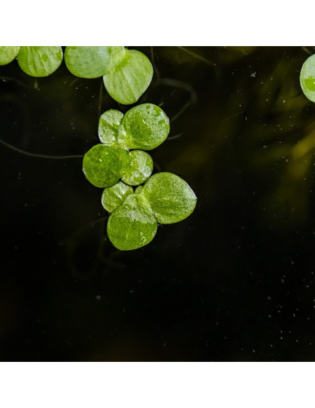 Spirodela polyrrhiza - Invitro