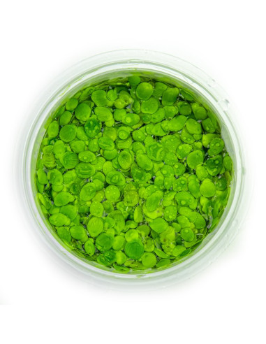 Spirodela polyrrhiza - Invitro