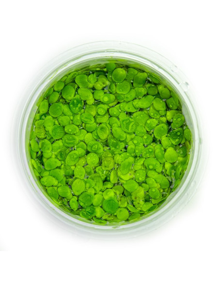 Spirodela polyrrhiza - Invitro