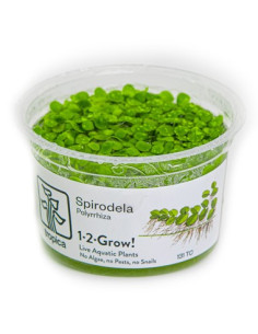 Spirodela polyrrhiza - Invitro