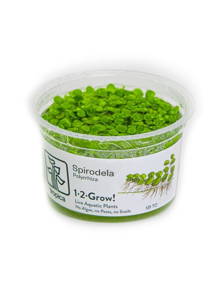 Spirodela polyrrhiza - Invitro