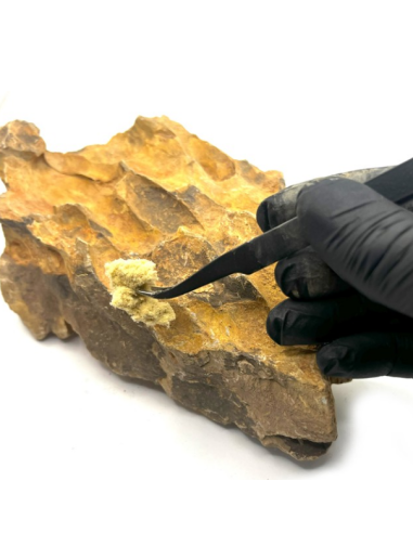 Riverest - Fast Fusion Compound Yellow - 150ml