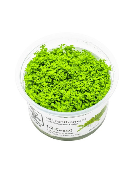 Micranthemum callitrichoides 'Cuba' - Invitro