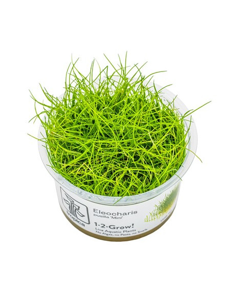 Eleocharis pusilla 'Mini' - Invitro