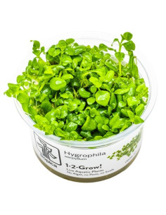 Hygrophila serpyllum - Invitro