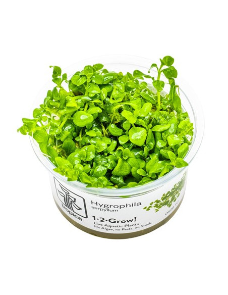 Hygrophila serpyllum - Invitro