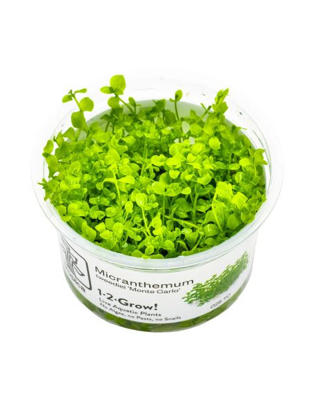 Micranthemum 'Monte Carlo' - Invitro