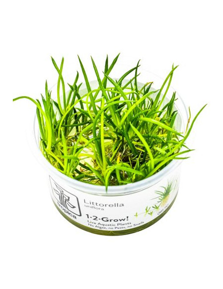 Littorella uniflora - Invitro
