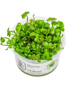 Marsilea hirsuta - Invitro