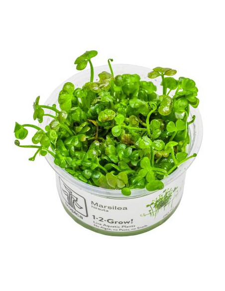 Marsilea hirsuta - Invitro