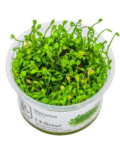 Marsilea minuta - Invitro
