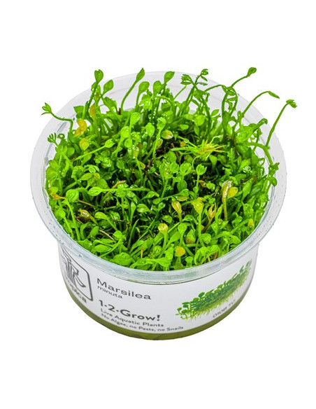 Marsilea minuta - Invitro