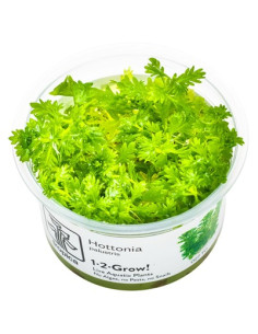 Hottonia palustris- Invitro