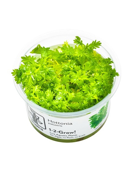 Hottonia palustris- Invitro