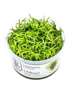 Lilaeopsis brasiliensis - Invitro