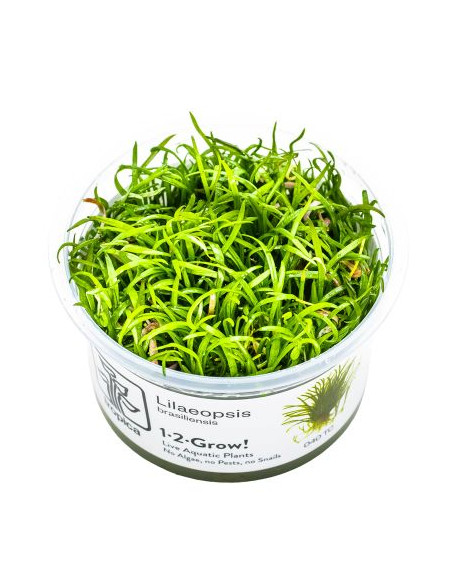 Lilaeopsis brasiliensis - Invitro