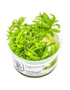 Pogostemon helferi - Invitro