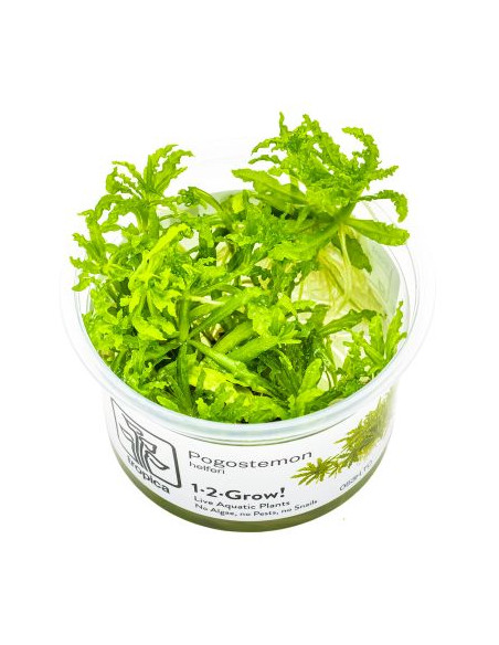 Pogostemon helferi - Invitro