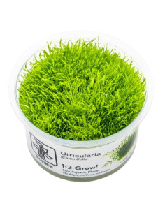 Utricularia graminifolia - Invitro