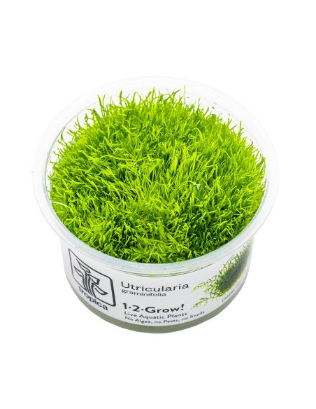 Utricularia graminifolia - Invitro