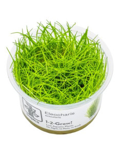 Eleocharis acicularis - Invitro