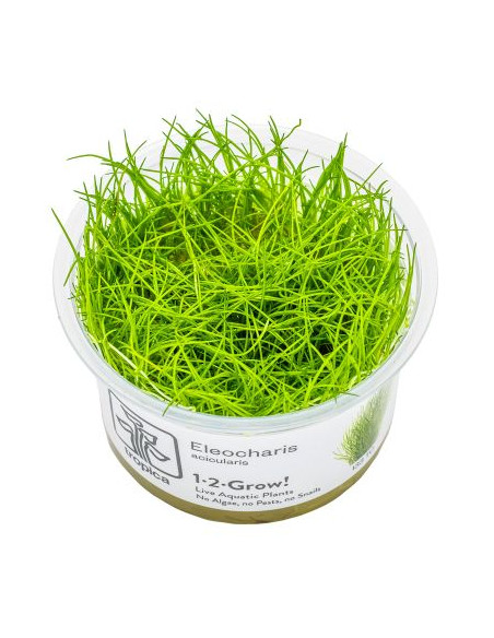 Eleocharis acicularis - Invitro