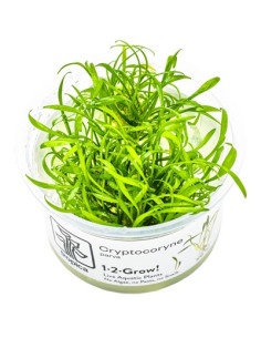 Cryptocoryne Parva - Invitro