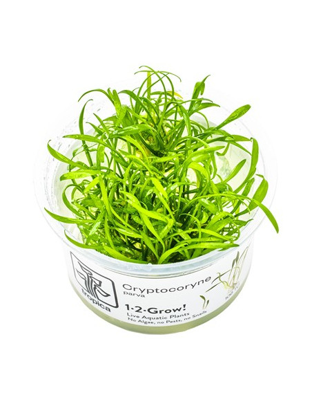 Cryptocoryne Parva - Invitro
