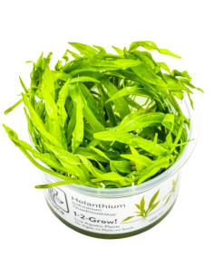 Helanthium bolivianum 'Quadricostatus' - InVitro