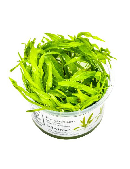 Helanthium bolivianum 'Quadricostatus' - InVitro