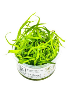 Helanthium tenellum green - Invitro