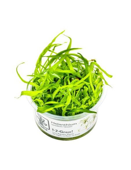 Helanthium tenellum green - Invitro