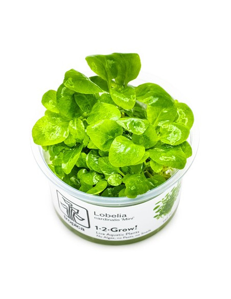 Lobelia cardinalis 'Mini' - Invitro