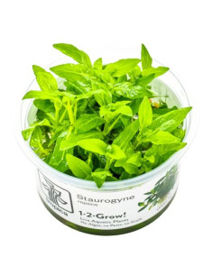 Staurogyne repens - Invitro