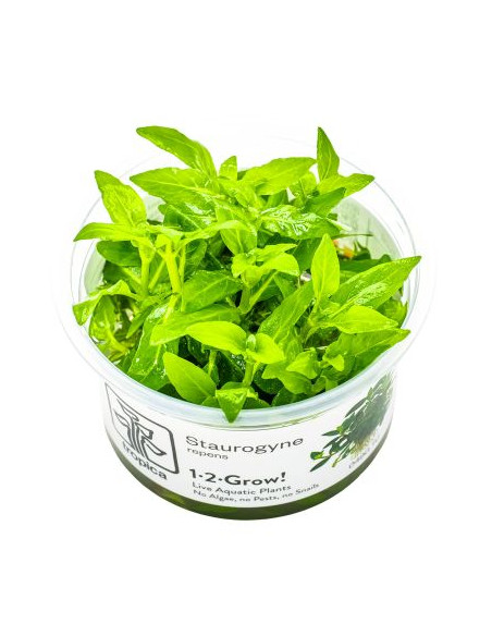 Staurogyne repens - Invitro