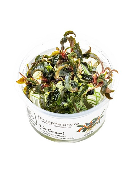 Bucephalandra "Kedagang" inVitro